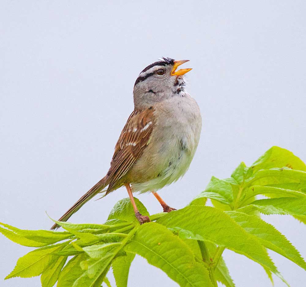 洋楽 Sparrow The Movement / What You Expect Sparrow The Movement – Get Your Ass Up / What You Expect