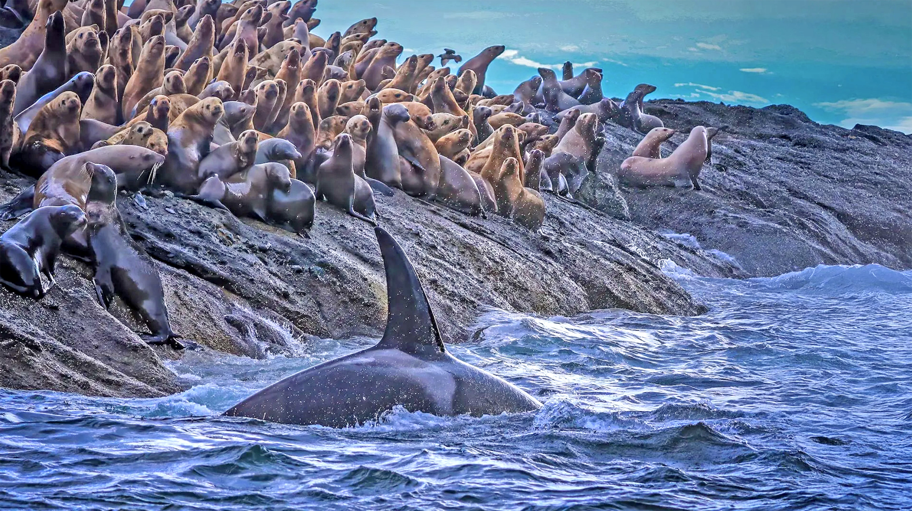 New research uncovers hidden divide in West Coast killer whales  