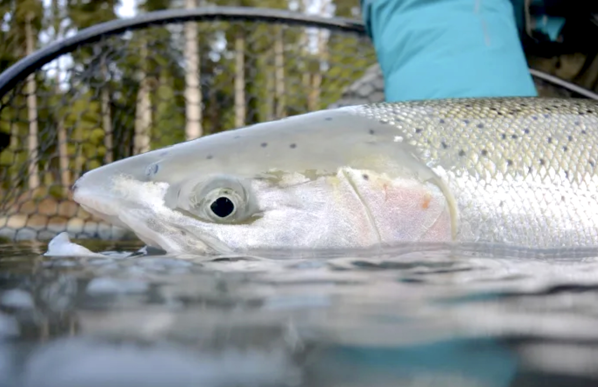 Coastal steelhead Zoom briefing set for Nov. 20