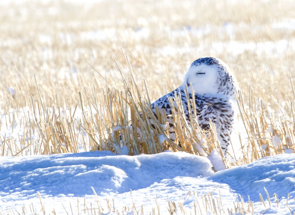 Birding: Will we see an iconic Arctic species, the snowy owl