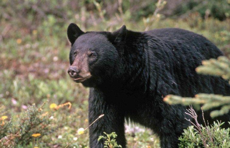 WA Fish and Wildlife saga deepens with claims of collusion