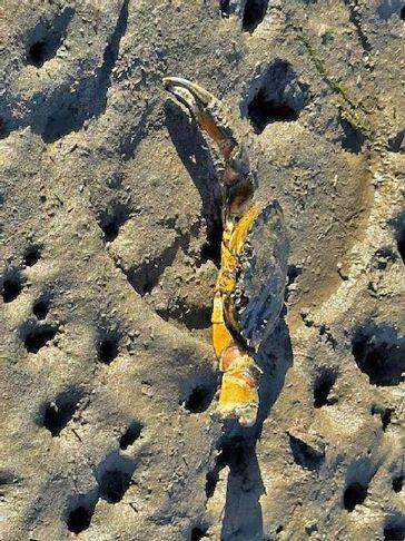 Analysis: Part 2 Willapa ecosystem shocks: One thing after another for our bay